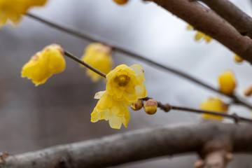 Wax plum in Ueno Park, Taito-city, Tokyo, Japan