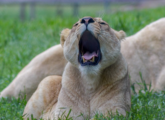 Female lion yawning