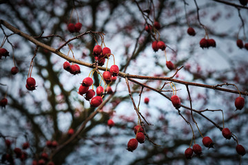 Hagebutten am Strauch im  Winter, Rosa canina