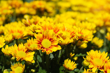 soft focus yellow chrysanthemum in the garden.