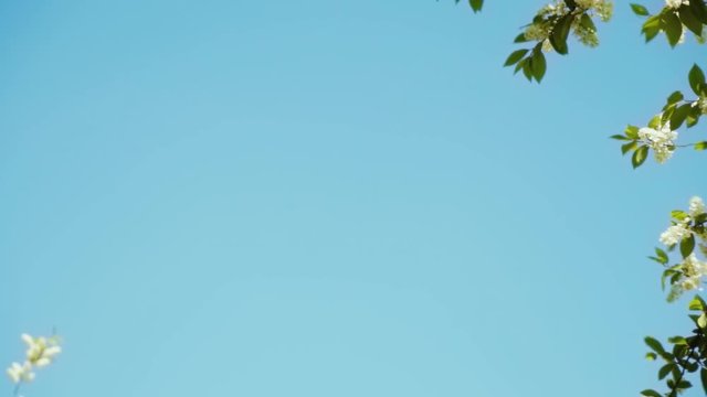 Nature clear blue sky background with fresh first  spring foliage of trees as natural frame. Real time full hd video footage.