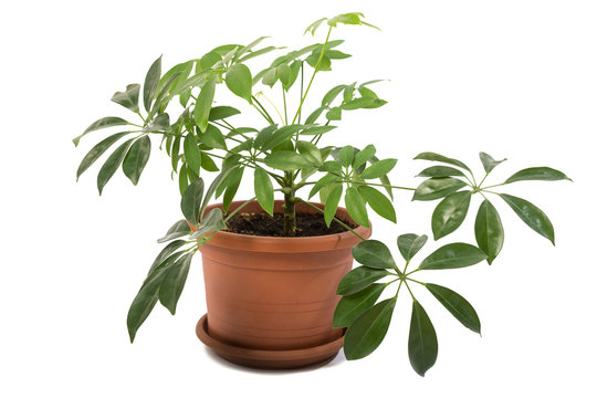 Schefflera