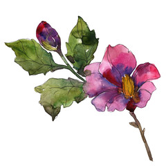 Red purple camelia floral botanical flower. Watercolor background set. Isolated camelia...