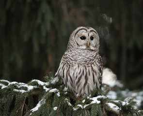 Barred Owl in Winter
