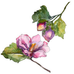 Red purple camelia floral botanical flower. Watercolor background set. Isolated camelia...