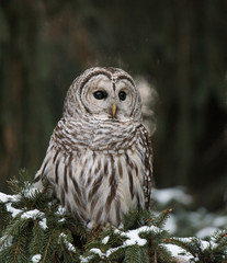Barred Owl in Winter