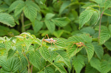 Ephippiger ephippiger.