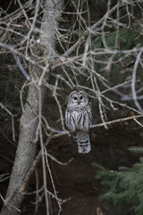Barred Owl in Winter