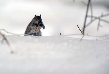 écureuil en hiver