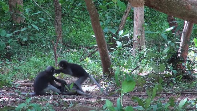 A jungle clearing becomes a battleground for a troop of Gray langur or Hanuman langur (semnopithecus obscurus), also known as 'Dusky Leaf Monkeys' when playing turns to fighting.