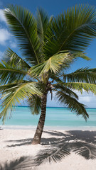 Fototapeta na wymiar Caribbean palm trees, Bayahibe, Domincan republic