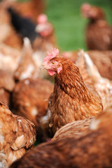 Primptemps poule volaille