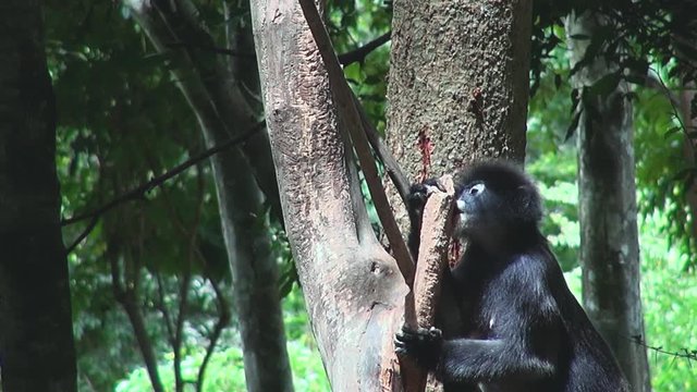 A Gray langur or Hanuman langur (semnopithecus obscurus), also known as 'Dusky Leaf Monkeys' carries out some dental maintenance by gnawing on a tree branch.