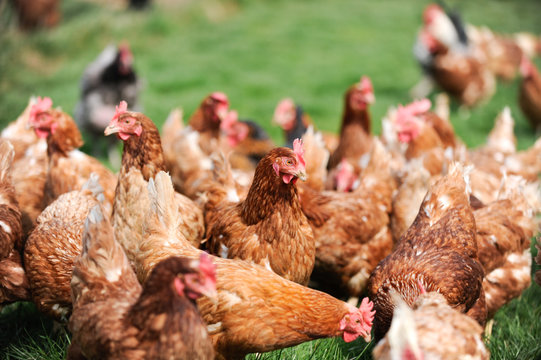 Primptemps poule volaille