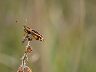 Weaver's fritillary butterfly ( Boloria dia ) sitting on a plant