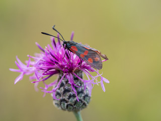 The six-spot burnet (Zygaena filipendulae) is a day-flying moth of the family Zygaenidae.