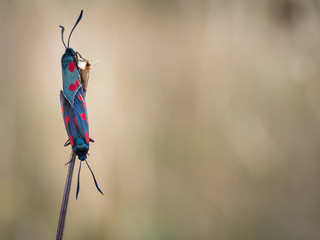 Pair of The six-spot burnet (Zygaena filipendulae) - a day-flying moth of the family Zygaenidae.