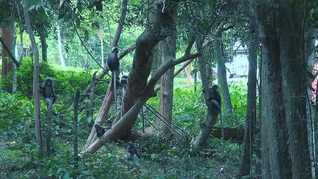 A troop of Gray langur or Hanuman langur (semnopithecus obscurus), also known as 'Dusky Leaf Monkeys' in a playful mood leap from tree to tree and chase eachother.
