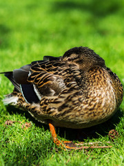 duck resting hiding its head among feathers