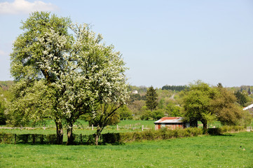 bois arbre printemps