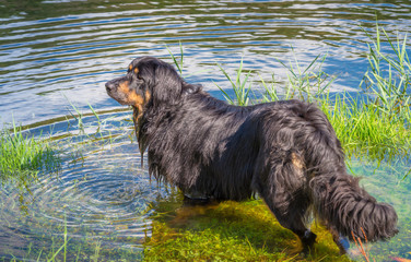 Chien Hovawart.