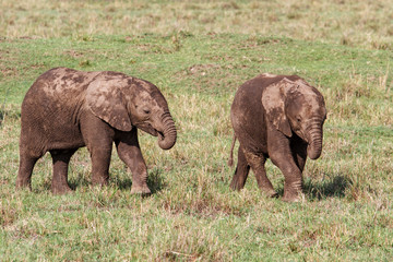 elephant calfs on the savannah of the Masai Mara National Reserve in Kenya