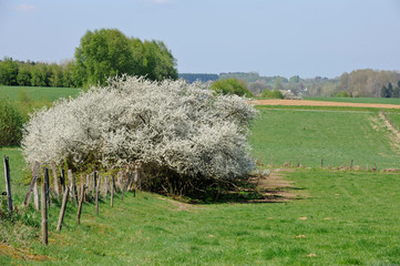 printemps fleurs arbre environnement