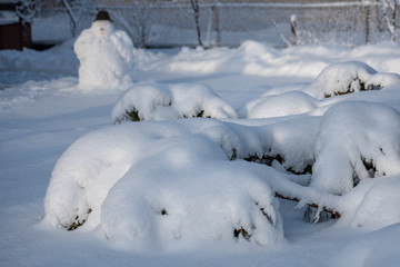 Snow covered trees