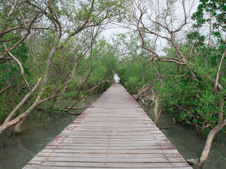 Obraz premium view of wood bridge in Mangrove forest, Phetchaburi, Thailand