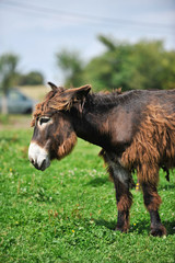 Fototapeta premium Asinerie ane