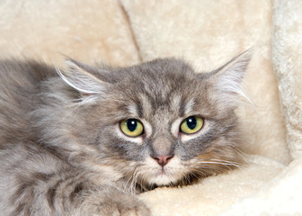 Close up portrait of one long haired grey and white tabby kitten laying in a fluffy sheepskin bed...