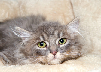 Close up portrait of one long haired grey and white tabby kitten laying in a fluffy sheepskin bed...