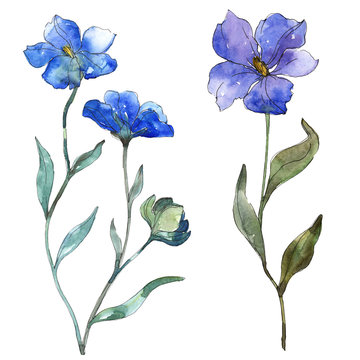 Blue purple flax floral botanical flower. Watercolor background illustration set. Isolated flax illustration element.