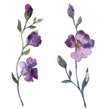 Blue purple flax floral botanical flower. Watercolor background illustration set. Isolated flax illustration element.