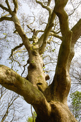Bois arbre tronc