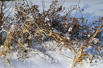 Plants in snow