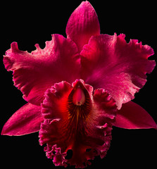 Pink Orchid isolated on black background. Macro.