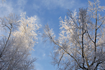 Fototapeta na wymiar arbre neige hiver