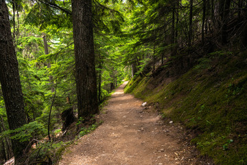 Fototapeta premium Deserted Trail through a Mountain Forest on a Summer Day
