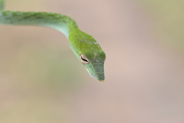 Green Snake Head