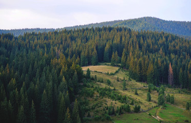 Obraz premium panoramic view of the forest in the Carpathian mountains village in Ukraine
