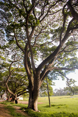 tree in the park