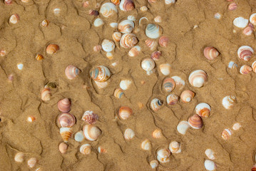 Fototapeta na wymiar Seashells on the yellow sand by the sea. Nature, recreation, travel