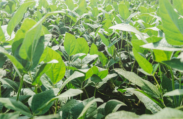 Green foliage of a soya plantation. Healthy foliage. Soy plants with no bugs. Brazilian agriculture.