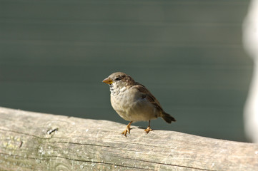 oiseau moineau plumes bec