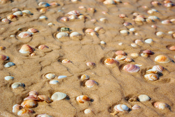 Seashells on the yellow sand by the sea. Nature, recreation, travel