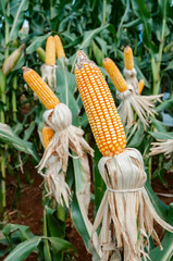 Corn plantation with the cobs exposed. Healthy plant. Green foliage, mature cobs. Farming scene. Brazilian plantation of corn.