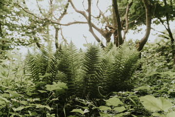 ferns in the forest