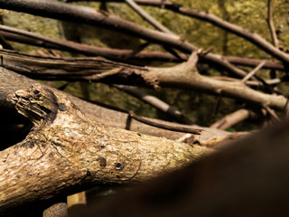 Brown pattern of plant stem