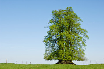 Fototapeta premium environnement arbres bois 